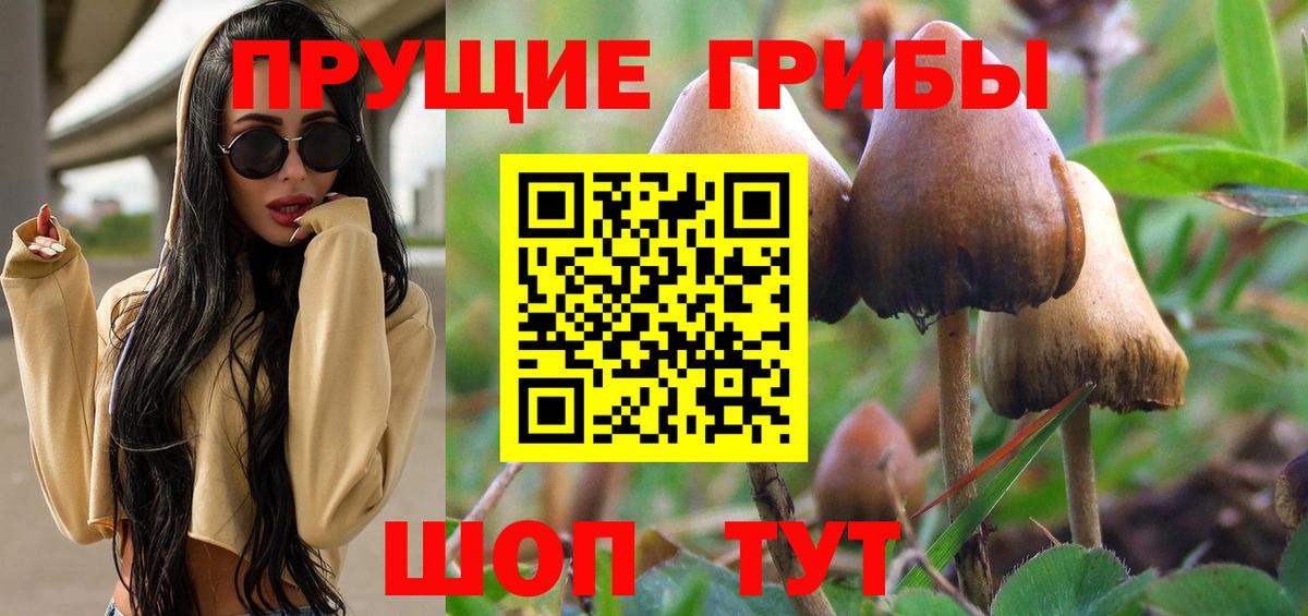 Псилоцибиновые грибы Cubensis Сосновый Бор